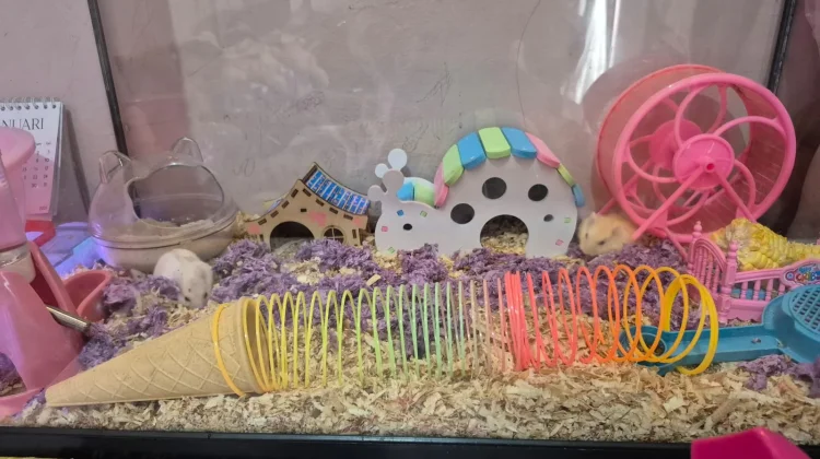 Ketahui Tips Memelihara Hamster agar Tidak Bau di Rumah
