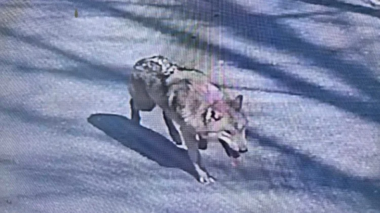 Serigala Lepas dari Kebun Binatang, Warga Korea Selatan Diimbau Waspada
