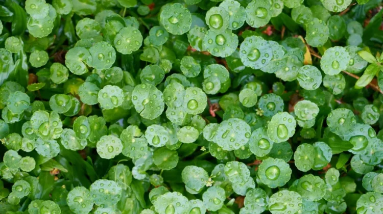 Ketahui Manfaat Kandungan Centella Asiatica bagi Kecantikan