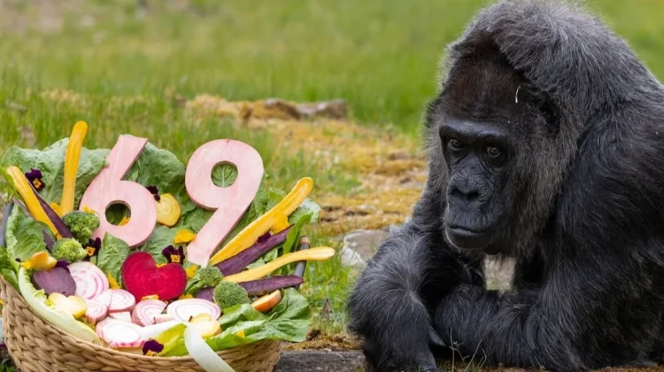Gorila Tertua di Dunia Berusia 69 Tahun, Hidup Sehat di Berlin Zoo