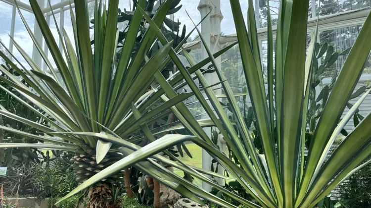 Si Pedang Berduri, Koleksi Kaktus Unik di Kebun Raya Cibodas