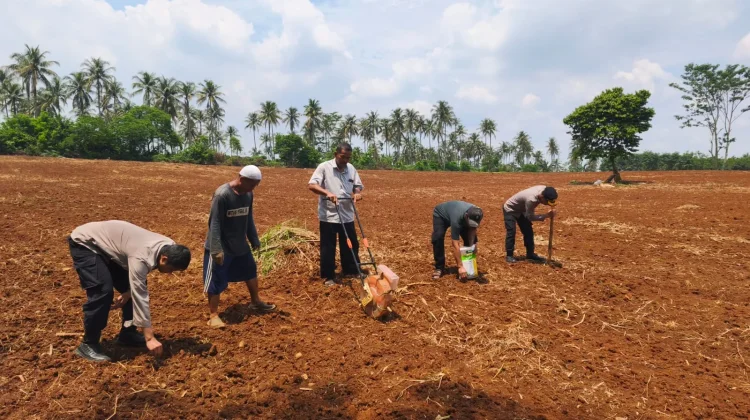 Kapolsek Rumpin Gerakan Anggota Tanam Satu Hektar Jagung Hibrida