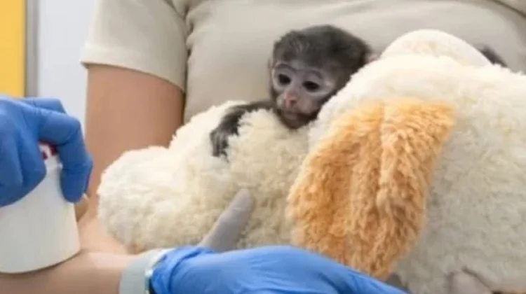 Bayi Monyet di Meksiko Bertahan Hidup dengan “Ibu” Boneka setelah Ditolak Induknya