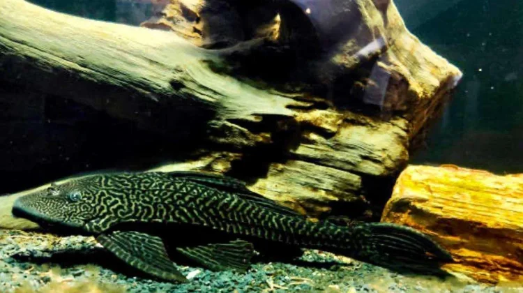 MUI Soroti Metode Pembasmian Ikan Sapu-Sapu Tidak Beretika