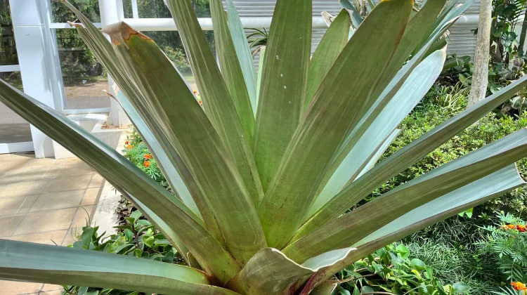 Keindahan Bromelia Jadi Daya Tarik Kebun Raya Cibodas