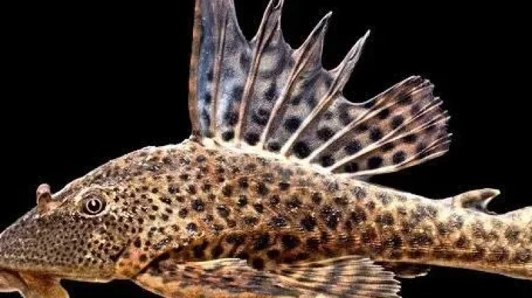 Fakta Unik Masifnya Perkembangbiakan Ikan Sapu-sapu Ciliwung