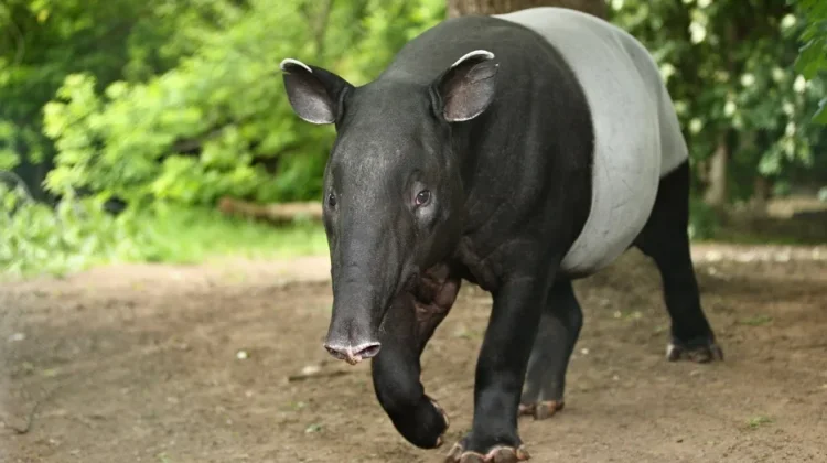 World Tapir Day, Mengenal Satwa Unik yang Terancam Punah