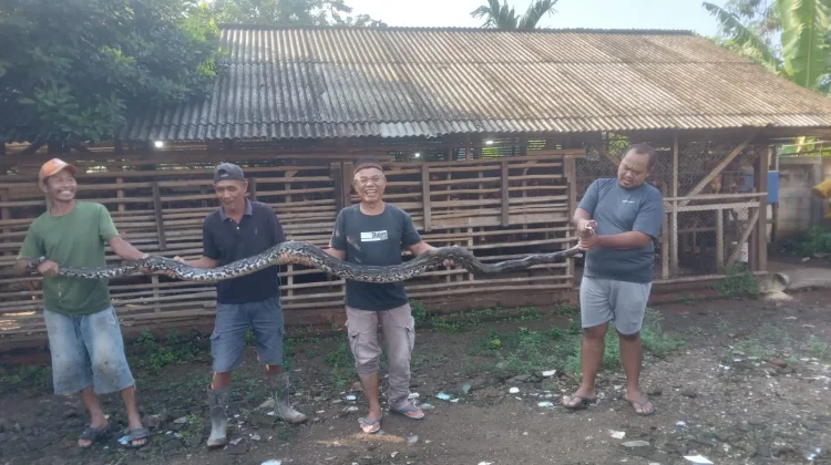 Ular Masuk Rumah saat Musim Hujan: Penyebab dan Cara Mencegahnya