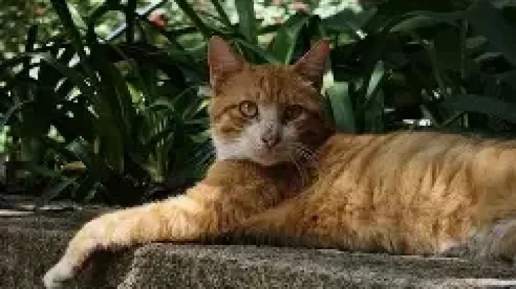 Cara Mengatasi Kucing Liar yang Sering Masuk ke Area Kebun