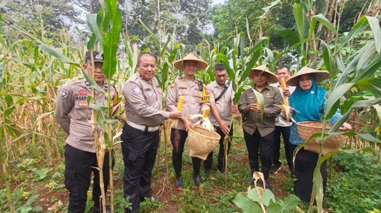 Dukung Ketahanan Pangan, Kapolsek dan Kades Parung Bogor Panen Jagung