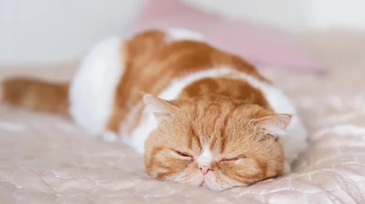Jangan Salah Paham, Kedipan Perlahan Kucing Bisa Jadi Bentuk Kasih Sayang
