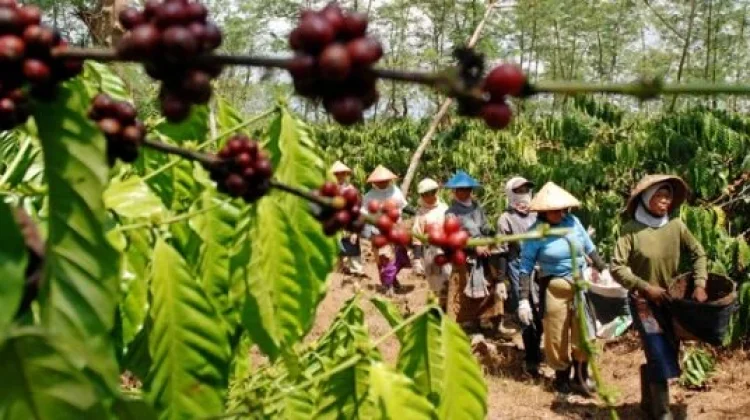Nyaris Satu Ton Kopi Robusta Hasil Panen Dicuri di Babakan Madang Kabupaten Bogor