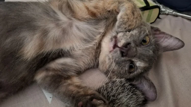 Bukan Sekadar Hiasan, Ini Fungsi Penting Kumis pada Kucing