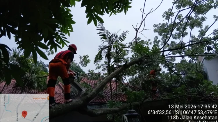 Pohon Tumbang di Tanah Sareal Timpa Kabel dan Atap Rumah Warga