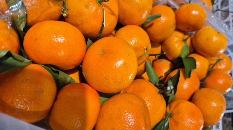 Kaya Vitamin C, Jeruk Jadi Buah Favorit Penjaga Imunitas