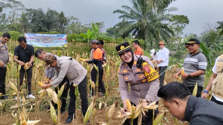 Polsek Megamendung Panen Jagung Hibrida Dukung Program Asta Cita Presiden