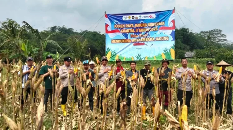Polsek Nanggung Panen Jagung Hibrida, Dukung Swasembada Pangan