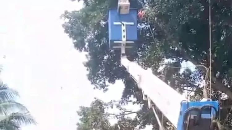 Pemerintah Desa Ciseeng Tebang Pohon Beringin yang Membahayakan Pengguna Jalan