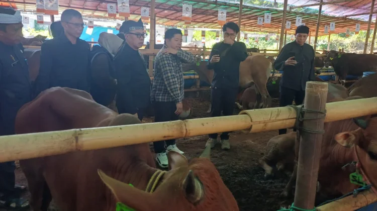 Stok Hewan Kurban Kota Bogor Aman jelang Iduladha