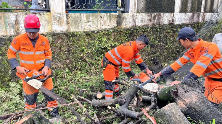 Pohon Tumbang Ganggu Akses Jalan Warga di Bogor Selatan