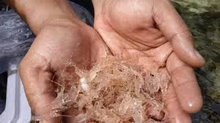 Pemerintah Dorong Peningkatan Eksport Lobster Nasional Berbasis Masyarakat
