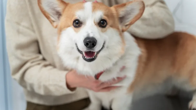 International Corgi Day 4 Juni, Hari Khusus untuk Anjing Berkaki Pendek