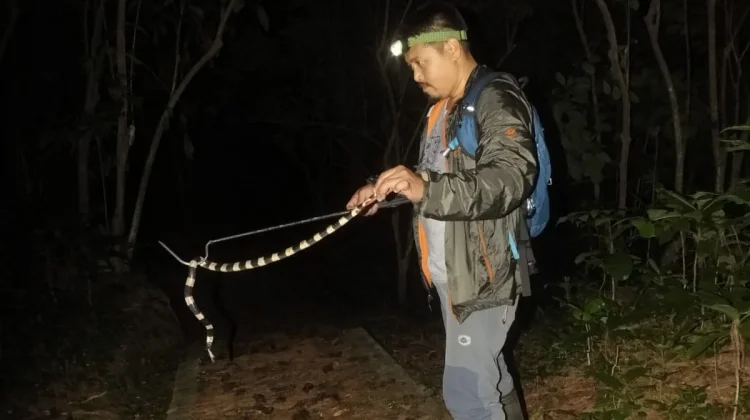 Edukasi Reptil Mengutamakan Keselamatan Bukan Aksi Sensasional Viral