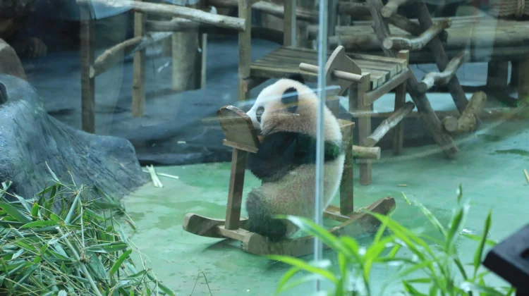 Lahir di Bogor, Baby Panda Rio Cetak Sejarah Konservasi