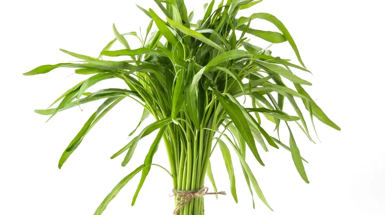 Kangkung, Pilihan Sayuran Sehat yang Mudah Diolah di Rumah