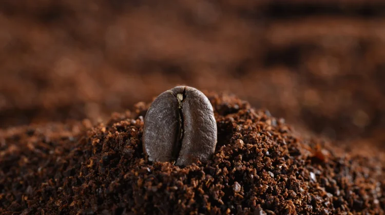 Jangan Langsung Dibuang, Ampas Kopi Ternyata Bisa Menyuburkan Tanaman