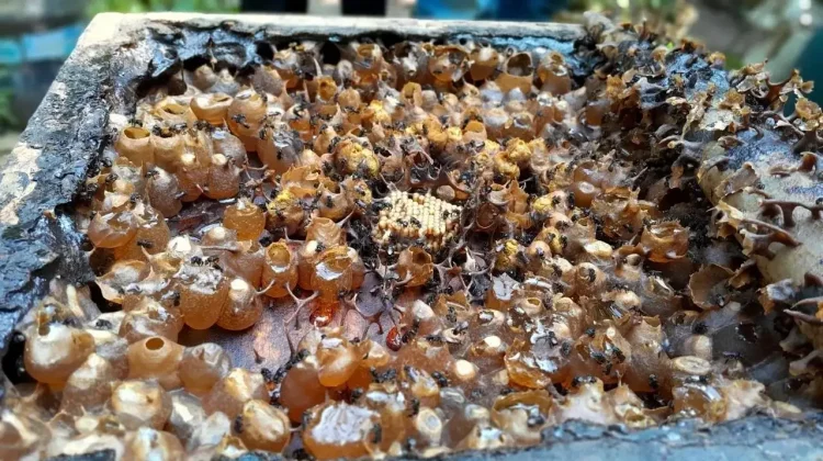 Madu Lebah Indonesia Simpan Probiotik Antikanker Alami
