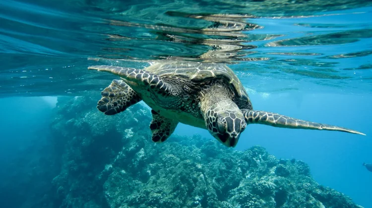 World Sea Turtle Day, Penyu Sang Penjaga Ekosistem Laut