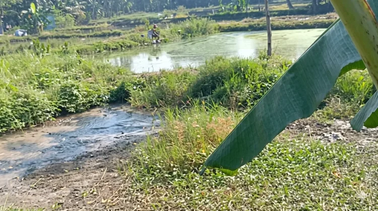 Petani Ikan di Kemang Bogor Mulai Terdampak akibat Kemarau