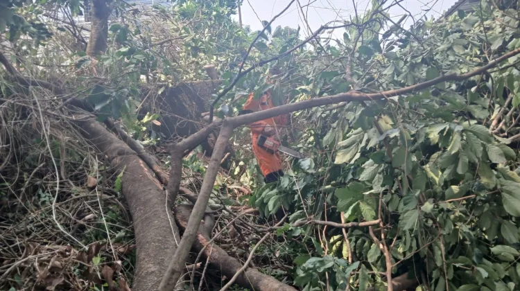 Dahan Pohon Rambutan Patah Timpa Halaman Belakang Perkantoran di Jalan Ahmad Yani