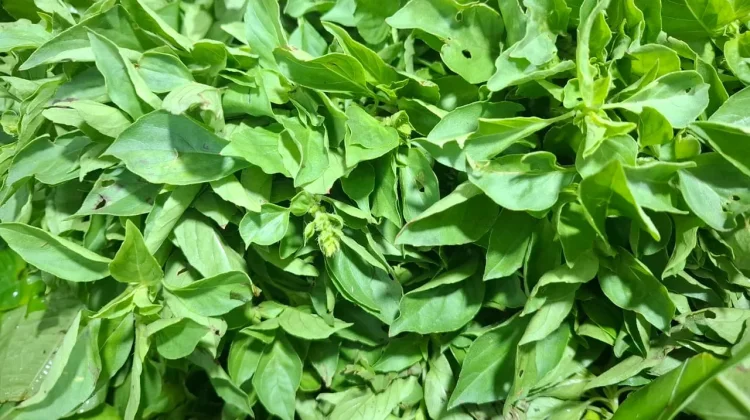 Kemangi, Daun Wangi yang Lebih dari Sekadar Lalapan