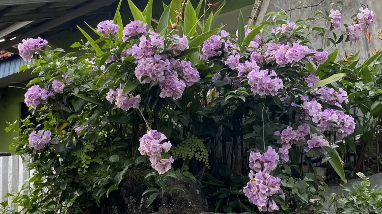 Mansoa alliacea Bunga Ungu dengan Aroma Bawang Putih