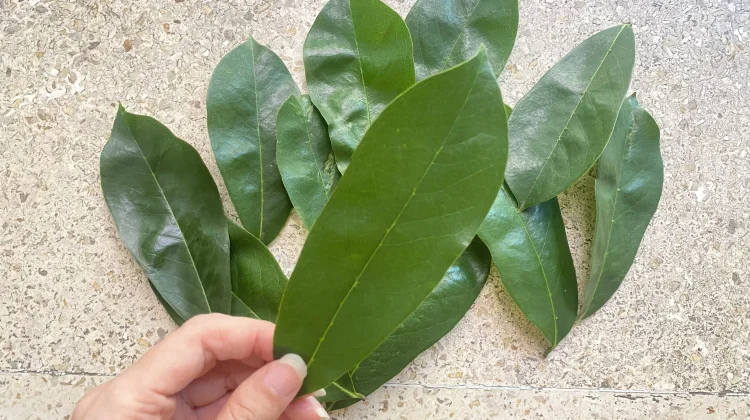 Mengenal Daun Sirsak sebagai Tanaman Herbal yang Kaya Manfaat