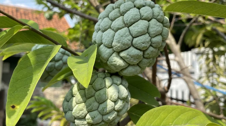 Buah Srikaya: Buah Tropis dengan Rasa Manis dan Beragam Manfaat