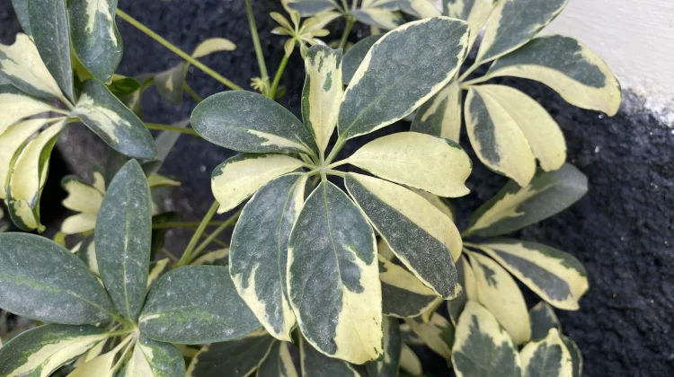 Walisongo Variegata: Tanaman Hias Cantik dengan Corak Daun Unik