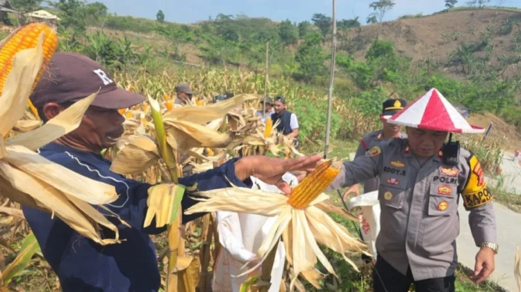 Polsek Citereup Panen Jagung Hibrida Dorong Ketahanan Pangan