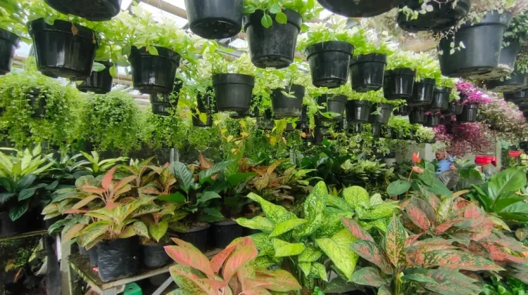 Tanaman Indoor yang Bisa Hidup tanpa Sinar Matahari, Cocok untuk Rumah Minim Cahaya