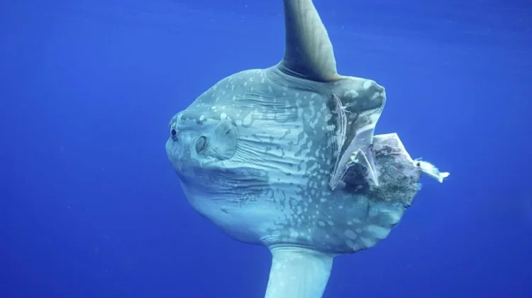 Rahasia Zirah Alami Ikan Mola-Mola, Tetap Hidup meski Digigit Predator