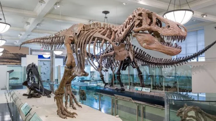 Kerangka Tyrannosaurus Rex Terlengkap Siap Pecahkan Rekor Lelang Dunia