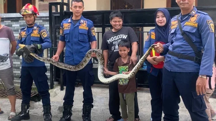 Damkar Cibinong Evakuasi Ular Sanca Batik dari Rumah Warga di Bojong Gede