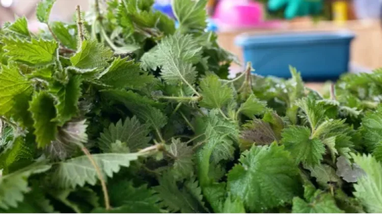 Jelatang: Tanaman Liar dengan Potensi Nutrisi Tinggi