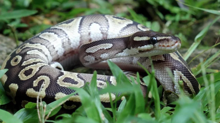 World Snake Day, Ular Punya Peran Penting bagi Keseimbangan Alam