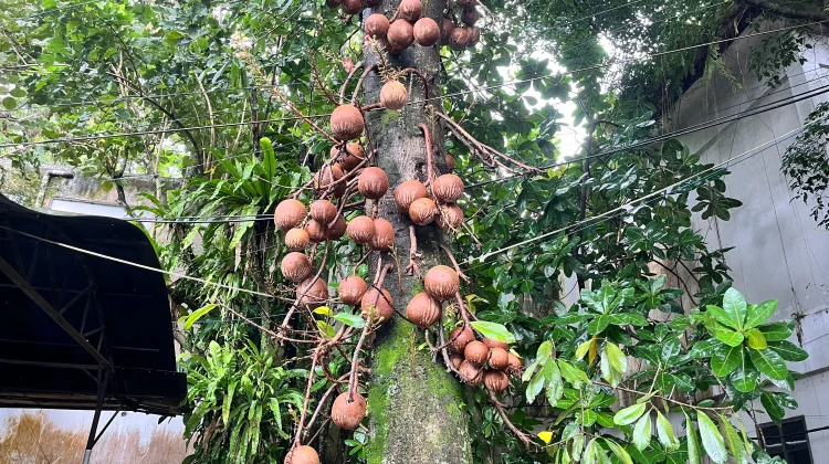 Mengenal Pohon Kanon Koleksi Kebun Raya Bogor