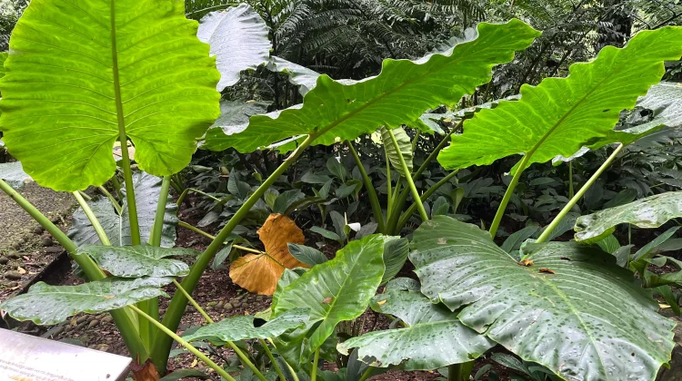 Pesona Giant Taro Tampilkan Daun Raksasa di Kebun Raya Bogor