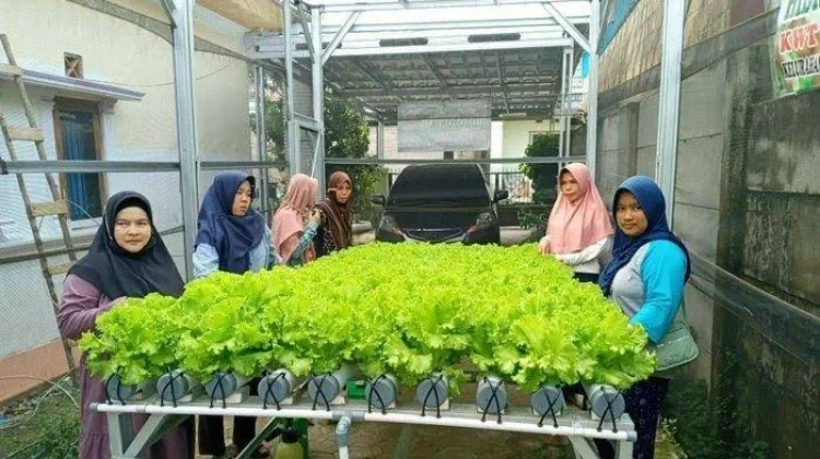 Minat Urban Farming Terus Meningkat di Perkotaan