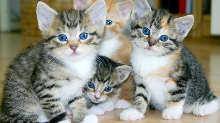 Mengapa Warna Mata Anak Kucing Berubah saat Dewasa? Ini Alasan Uniknya